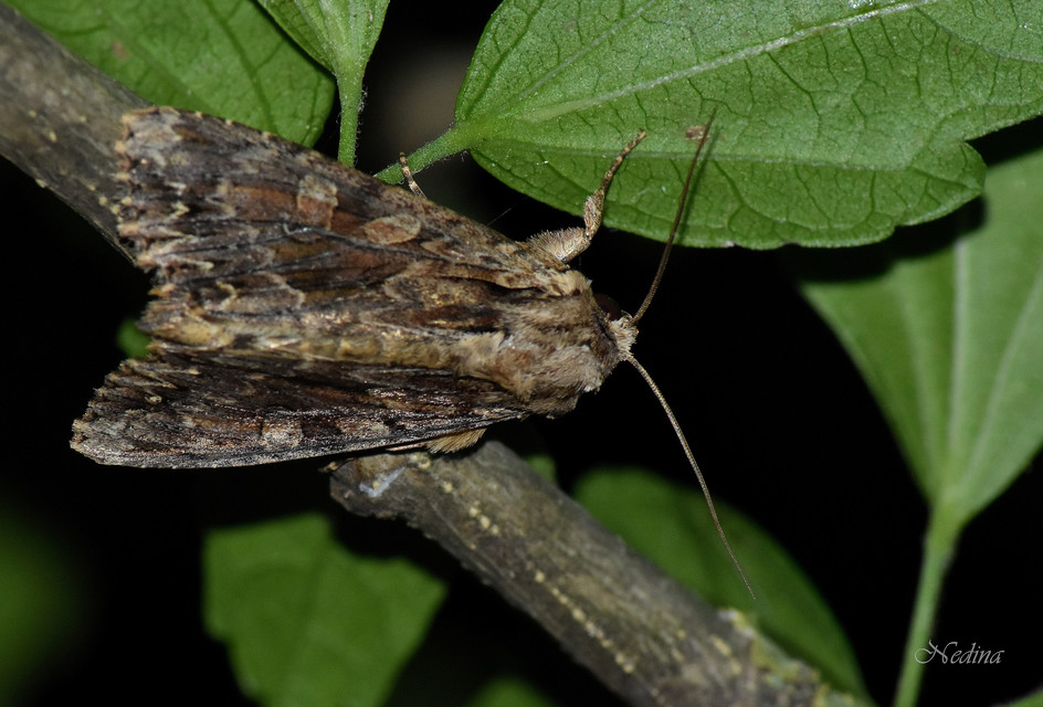Apamea monoglypha - nagy dudvabagoly