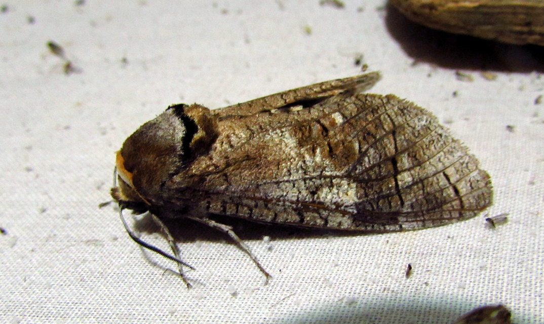 Cossus cossus - fűzfarontólepke