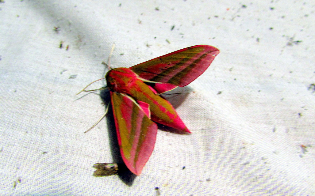 Deilephila elpenor - szőlőszender