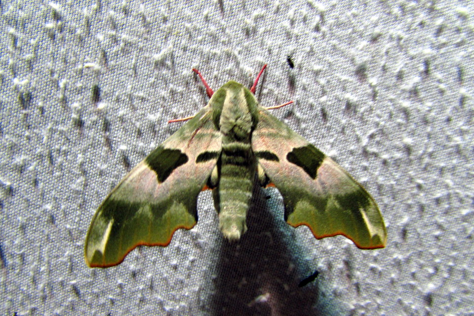Mimas tiliae - hársfaszender