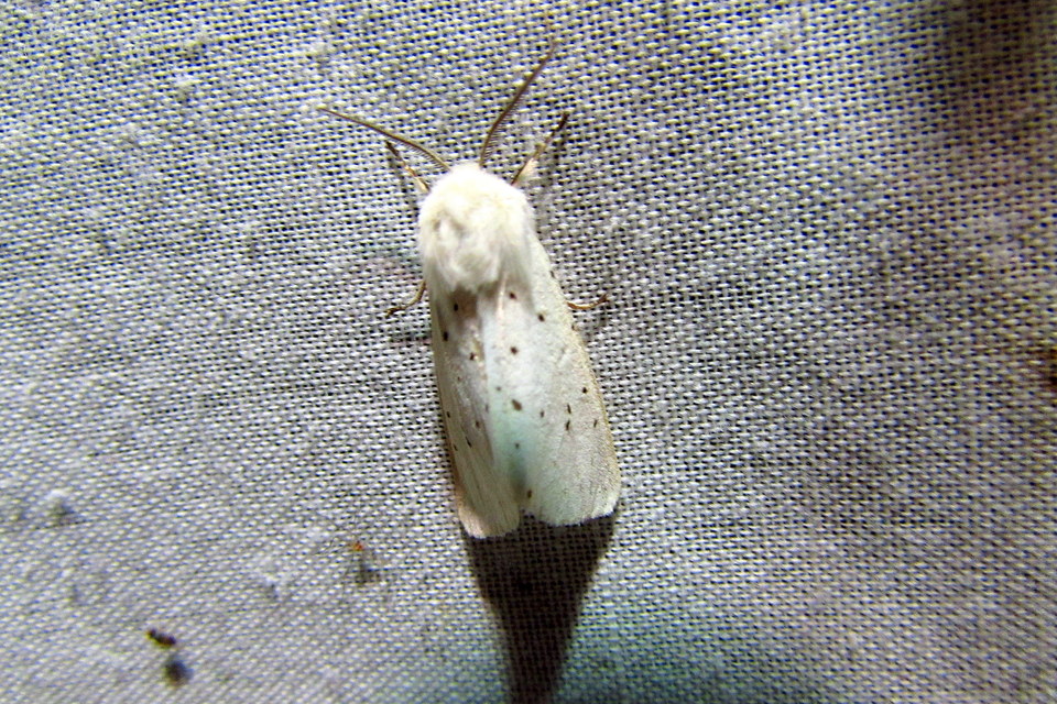 Spilosoma lubricipedum - tejszínű medvelepke