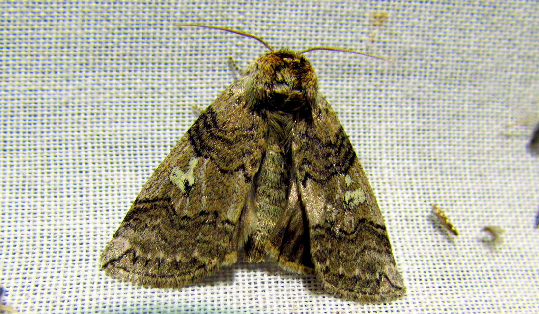 Tethea or - bélyeges pihésszövő