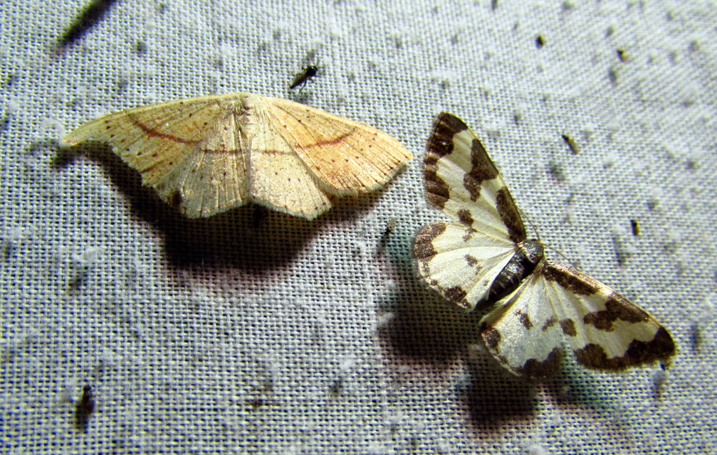 Lomaspilis marginata - szegélyes nyárfaaraszoló