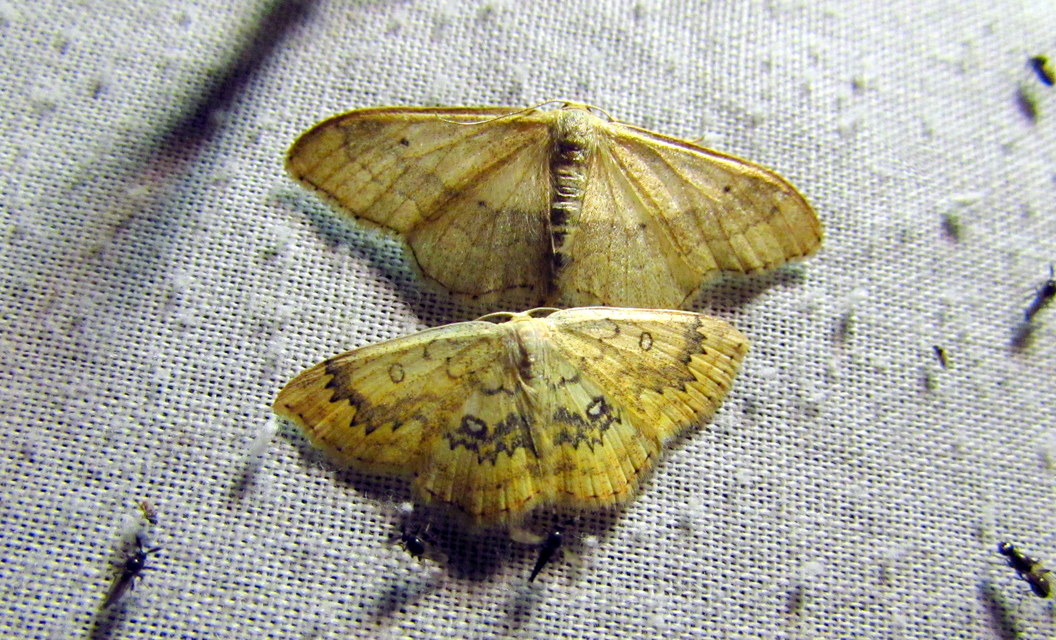 Cyclophora annularia - gyűrűs pettyesaraszoló