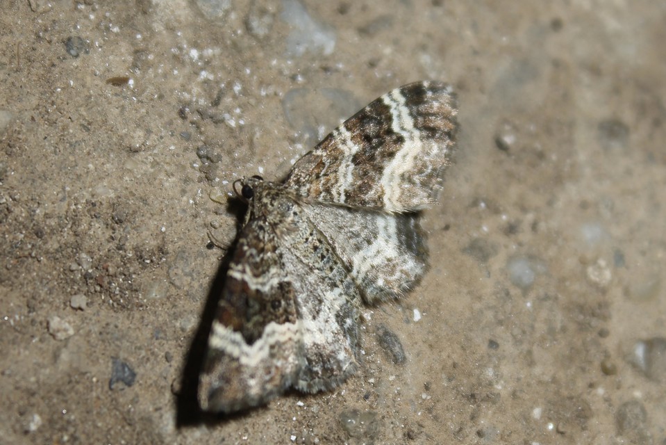 Epirrhoe alternata - galaj-tarkaaraszoló