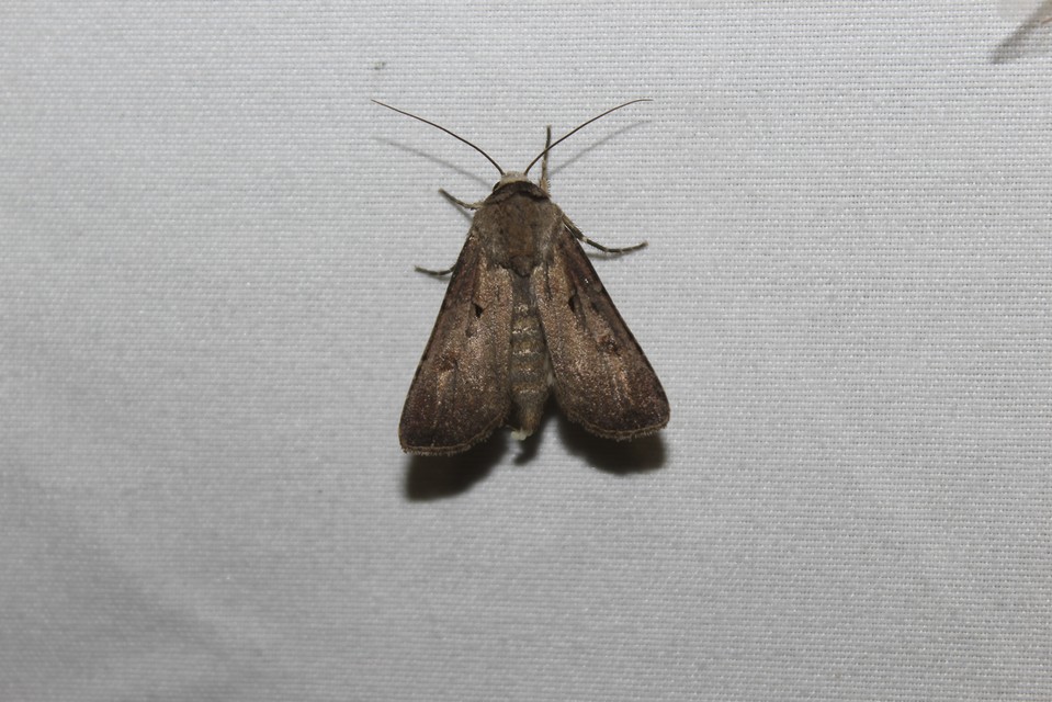 Agrotis exclamationis - felkiáltójeles földibagoly