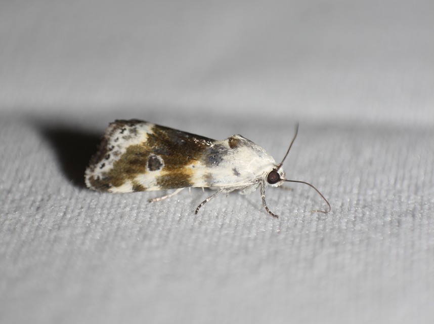 Ponometia candefacta - parlagfűbagoly