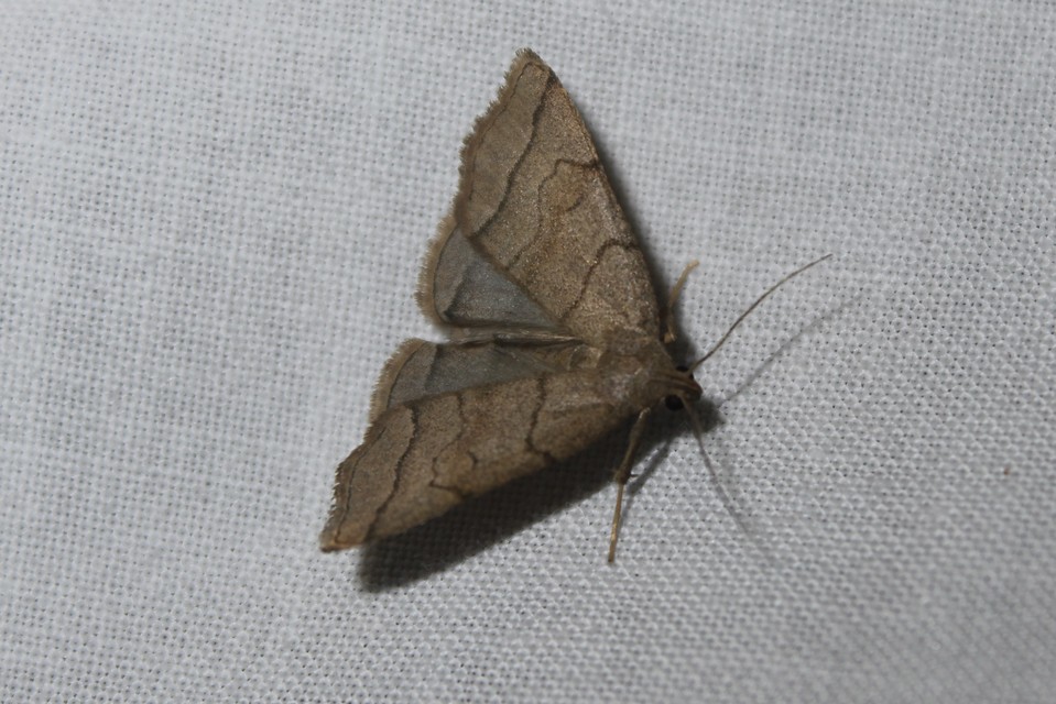 Herminia tarsicrinalis - szőröslábú karcsúbagoly