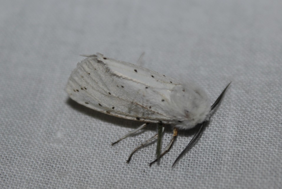 Spilosoma lubricipedum - tejszínű medvelepke