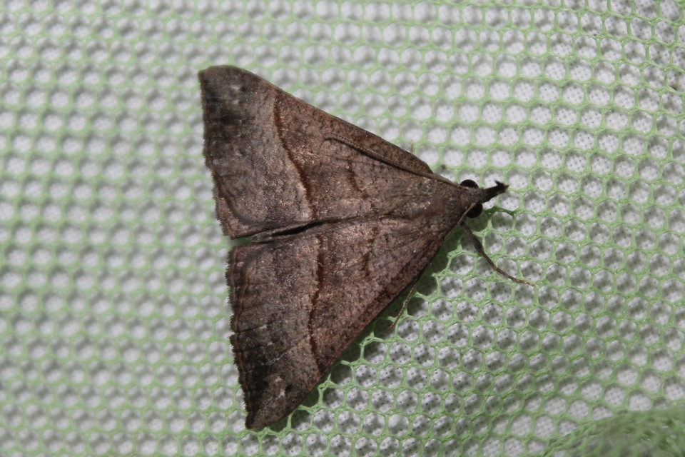 Hypena proboscidalis - ormányos karcsúbagoly