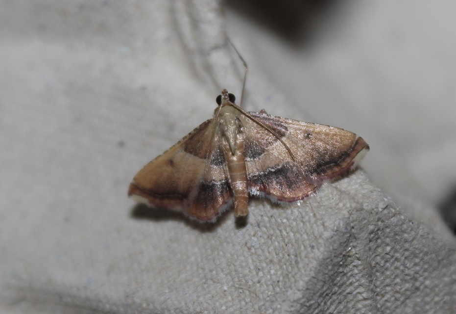 Endotricha flammealis - tüzesszárnyú fényilonca