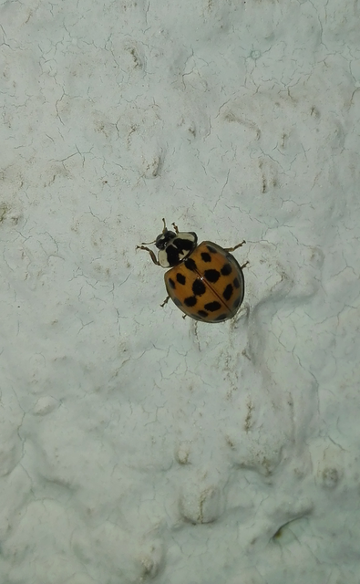 Harmonia axyridis - harlekinkatica