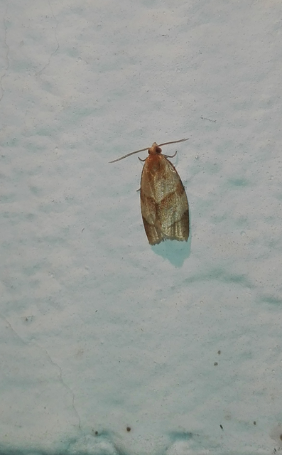 Clepsis rurinana - fakó sodrómoly