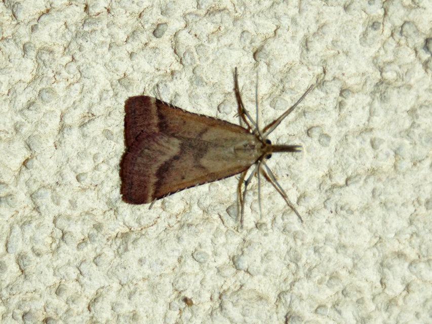 Synaphe punctalis - hosszúlábú fényilonca