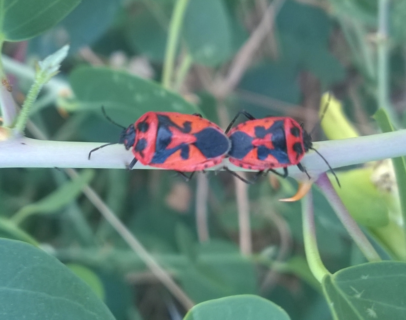 Eurydema spectabilis Eurydema spectabilis