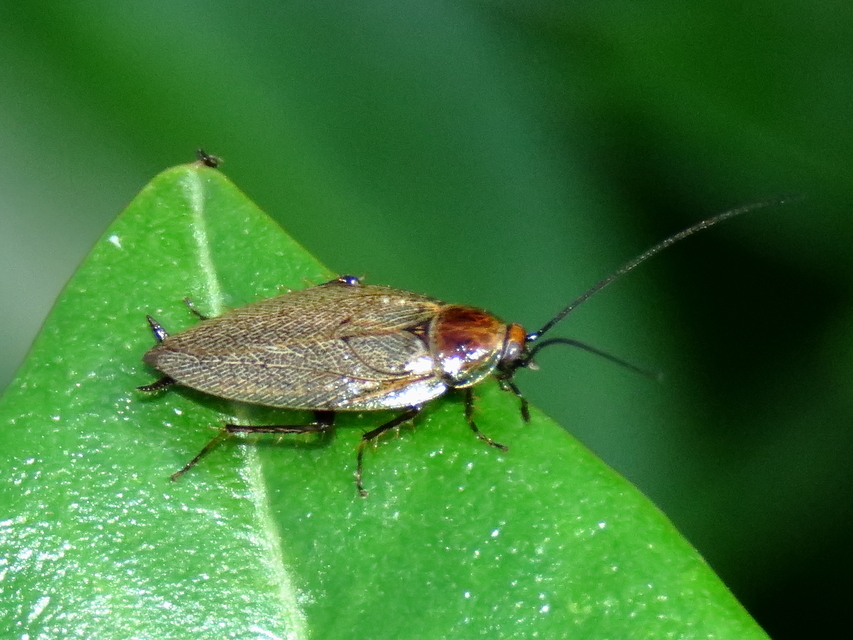 Ectobius erythronotus - sárgatorú erdeicsótány