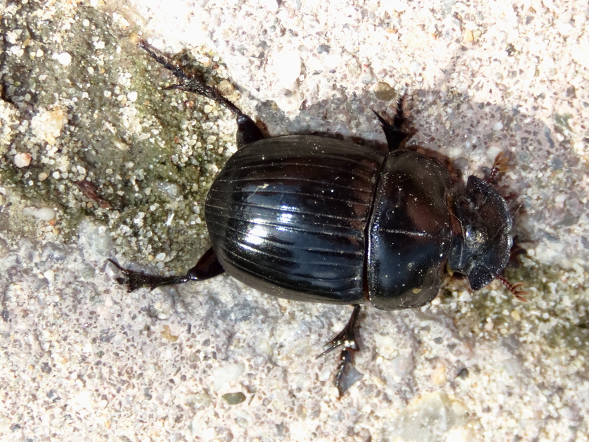Copris lunaris - közönséges holdszarvú-ganéjtúró