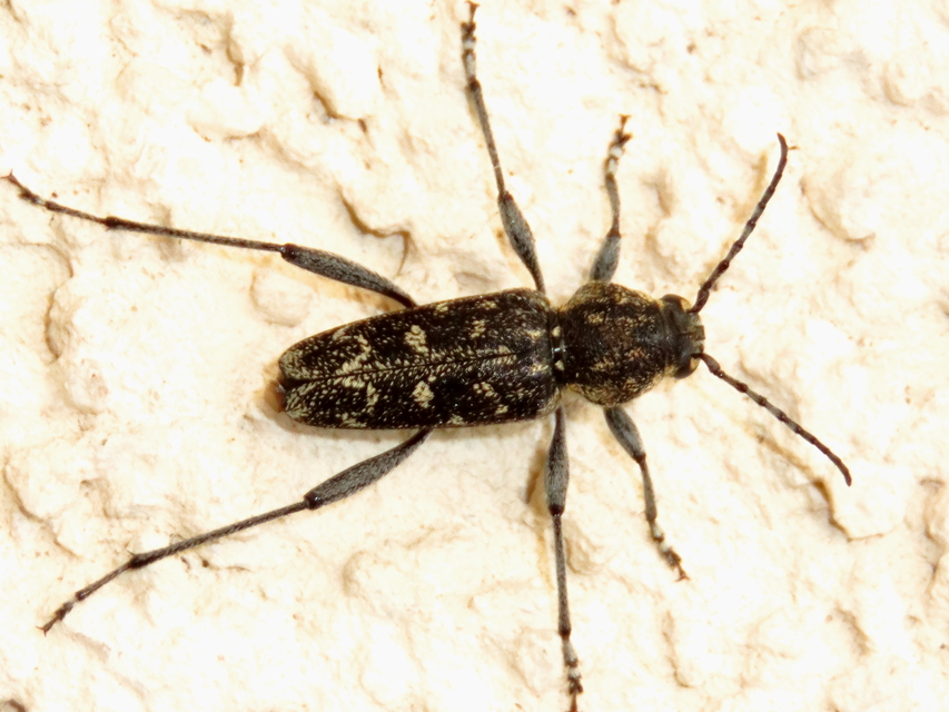 Xylotrechus rusticus - egérszínű darázscincér