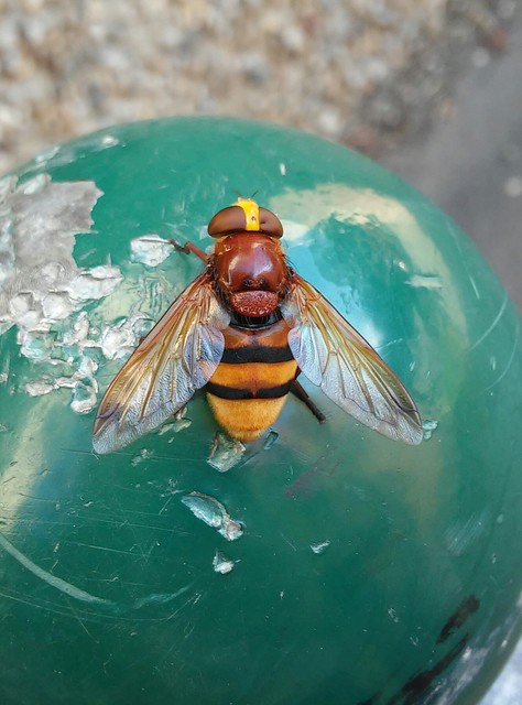 Volucella zonaria - kétöves pihelégy