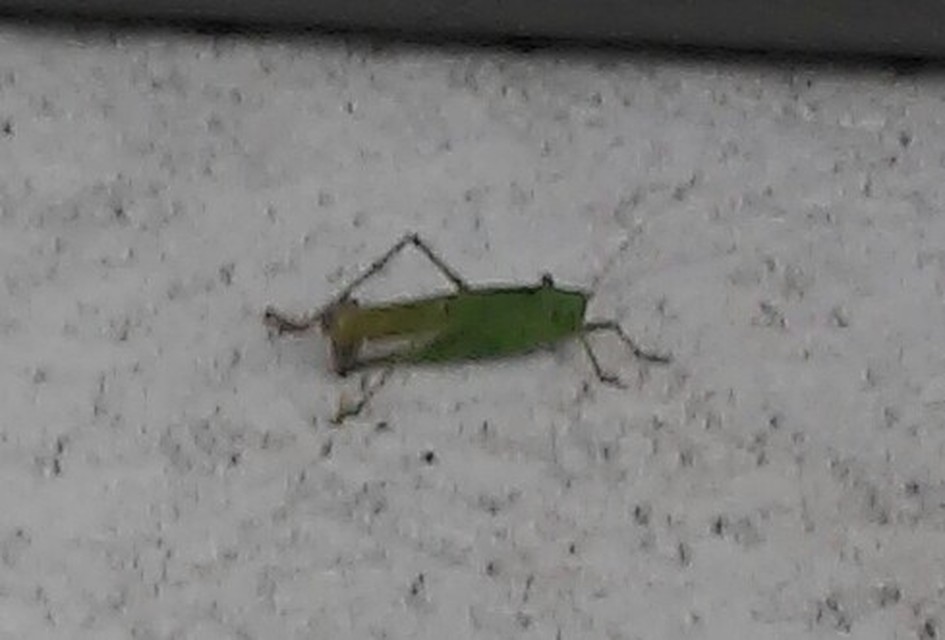 Tettigonia viridissima - zöld lombszöcske