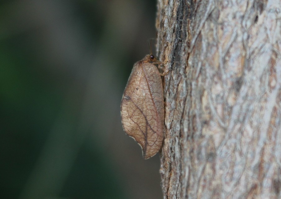 Drepanepteryx phalaenoides