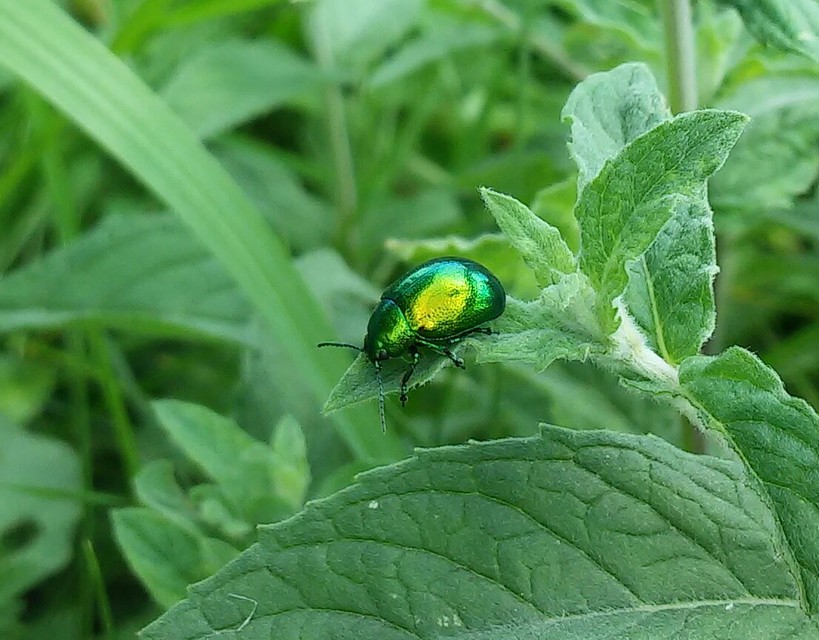 Chrysolina herbacea - zöld mentalevelész