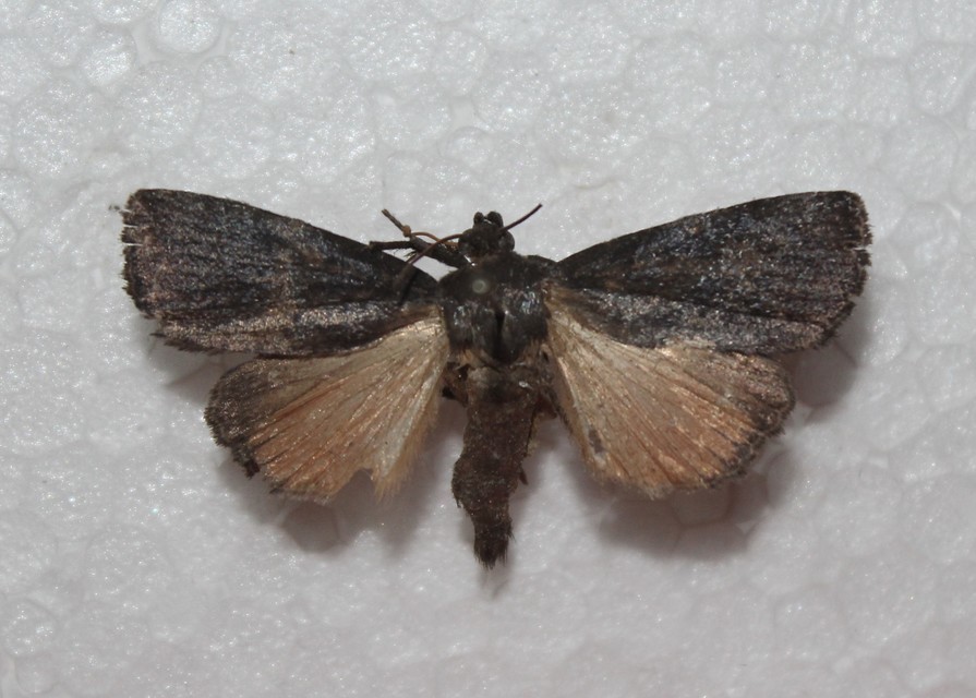 Amphipyra livida - zsírfényű bagoly