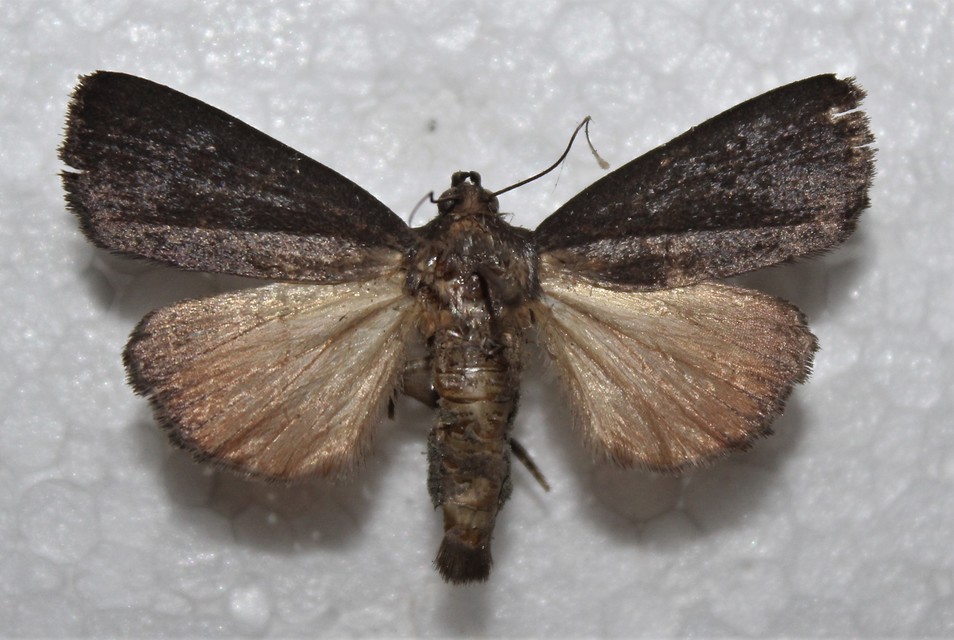 Amphipyra livida - zsírfényű bagoly