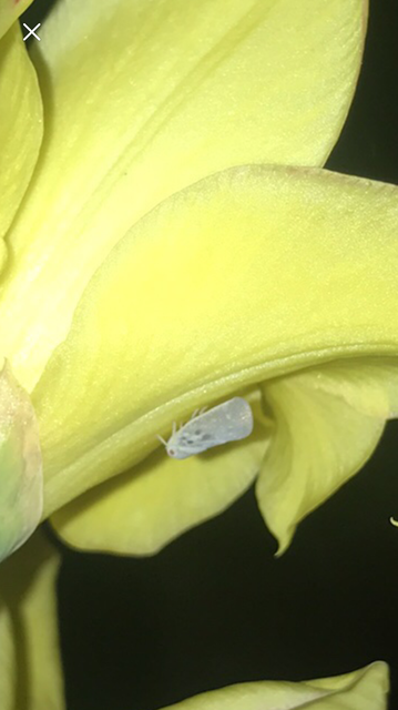 Metcalfa pruinosa - amerikai lepkekabóca