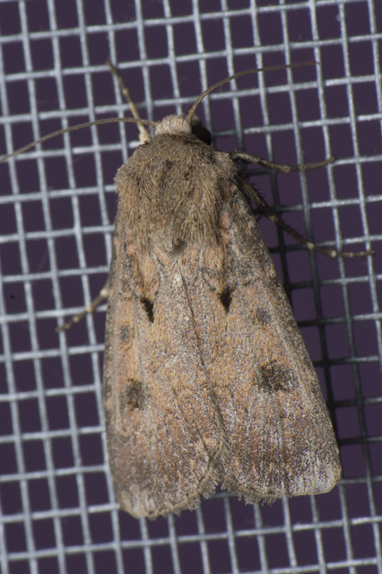 Agrotis exclamationis - felkiáltójeles földibagoly