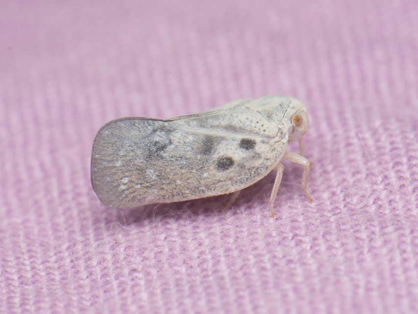 Metcalfa pruinosa - amerikai lepkekabóca