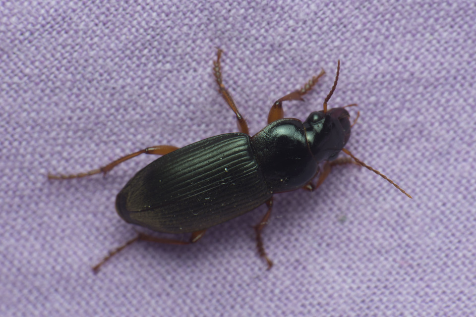 Ophonus laticollis - erdei bársonyfutó