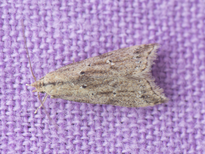 Brachmia inornatella - nádrágó lápimoly