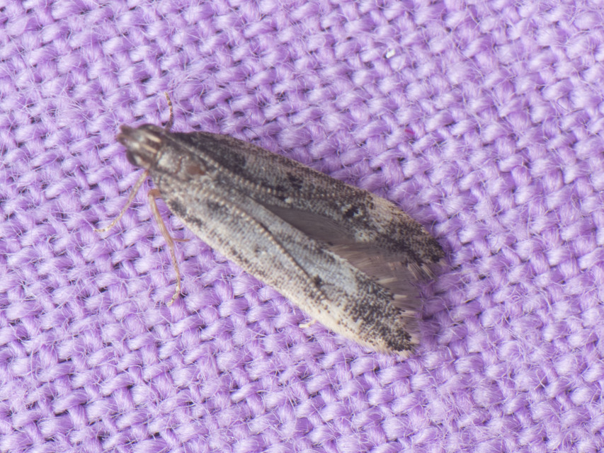 Gelechiidae - sarlósajkú-molylepkefélék