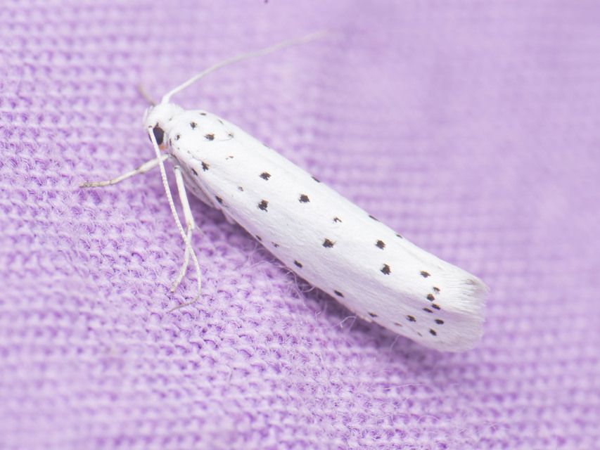 Yponomeuta
