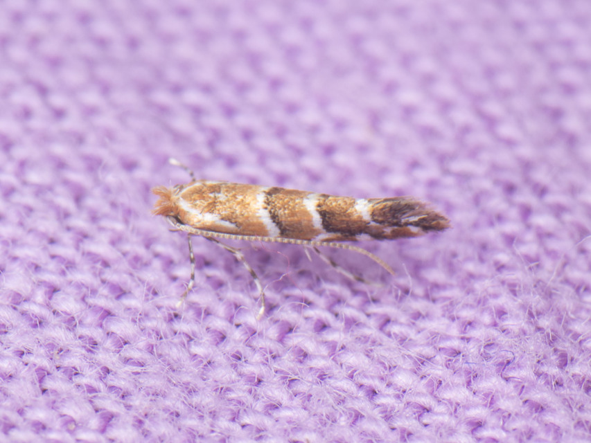 Cameraria ohridella - vadgesztenye-sátorosmoly