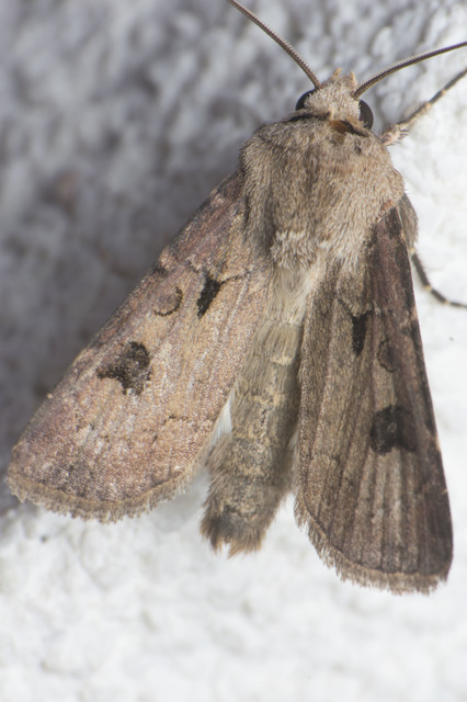 Agrotis exclamationis - felkiáltójeles földibagoly