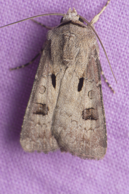 Agrotis exclamationis - felkiáltójeles földibagoly