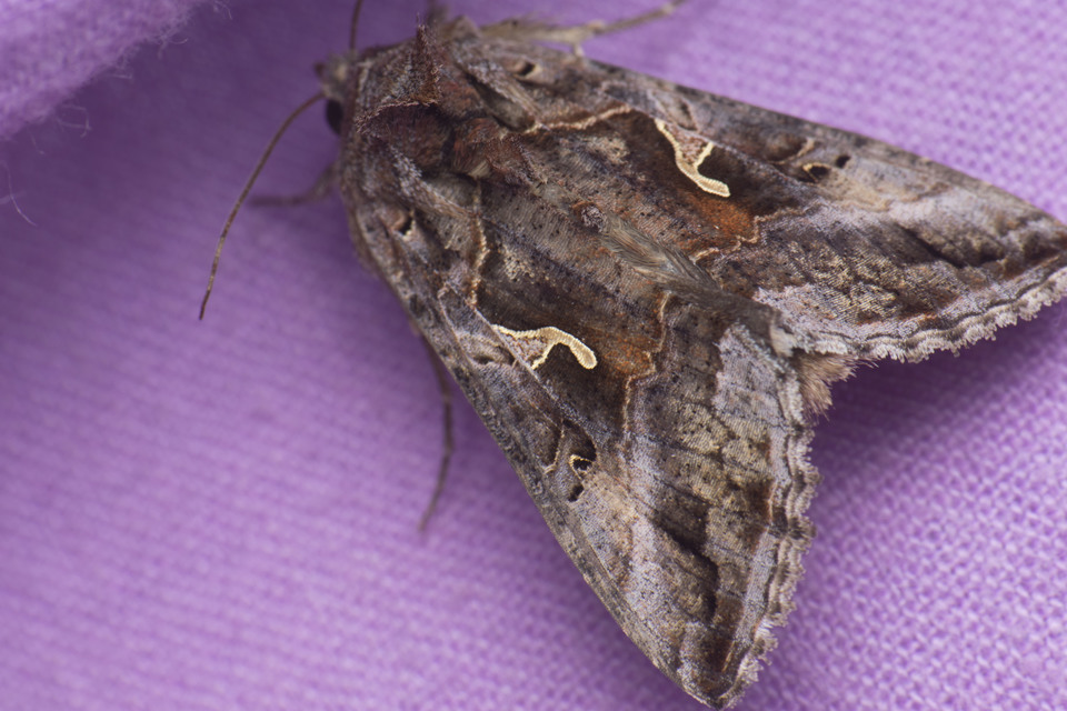 Autographa gamma - gammalepke