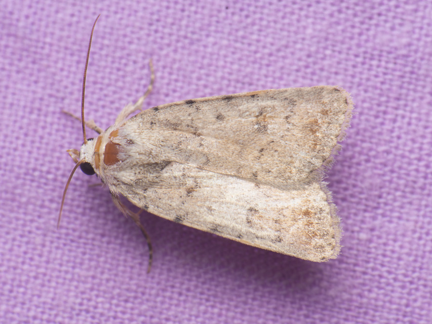 Paradrina clavipalpis - közönséges selymesbagoly