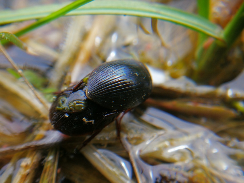 Hydrobius fuscipes - változékony csibor