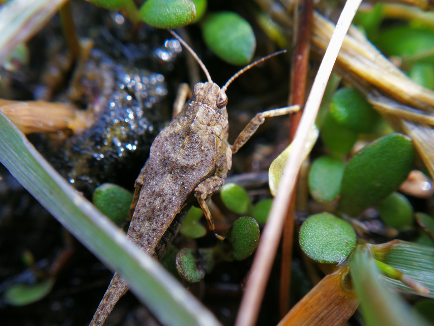 Tetrix subulata - közönséges tövishátúsáska