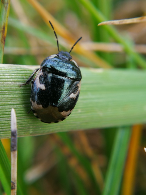 Tritomegas bicolor - foltos földipoloska