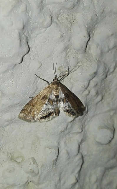Cataclysta lemnata - békalencsemoly