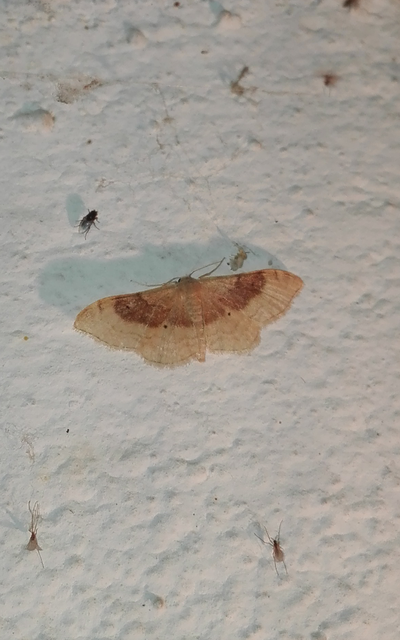 Idaea degeneraria - barnasávos araszoló