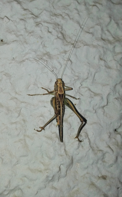 Platycleis affinis - púposhasú rétiszöcske