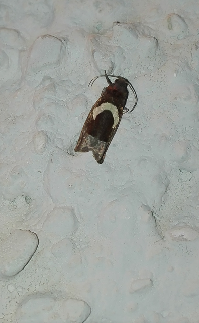 Epiblema foenella - kampósfoltú tükrösmoly
