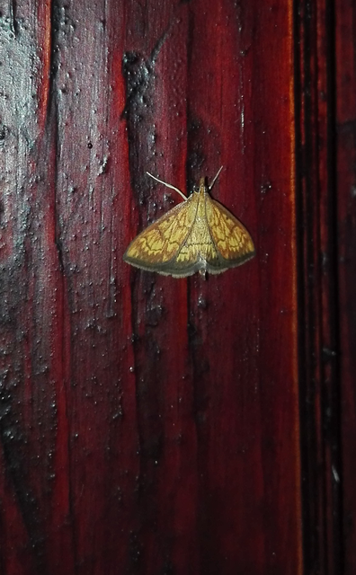 Ecpyrrhorrhoe rubiginalis - rozsdavörös tűzmoly