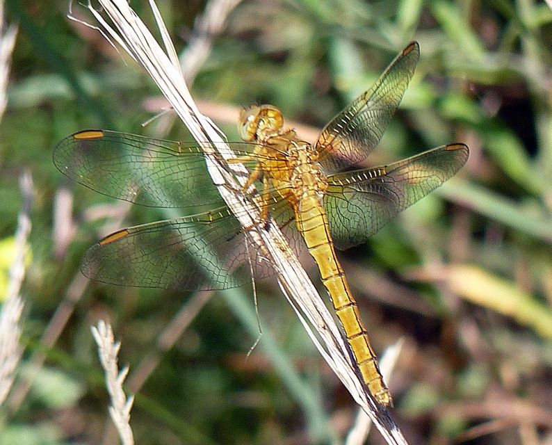 Orthetrum coerulescens - karcsú pásztorszitakötő