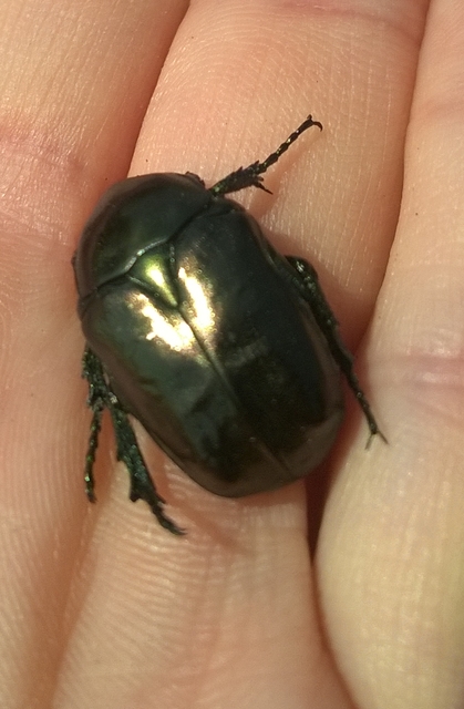 Protaetia angustata